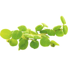 Plant met ronde bladeren
