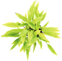 Cryptocoryne wendtii kamerplant van bovenaf