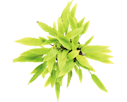 DENNERLE Waterplant Cryptocoryne Affinis 'Dark Orange'