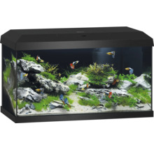 Zwart aquarium met vissen, planten en stenen