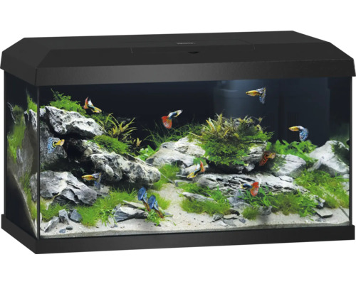 Zwart aquarium met vissen, planten en stenen