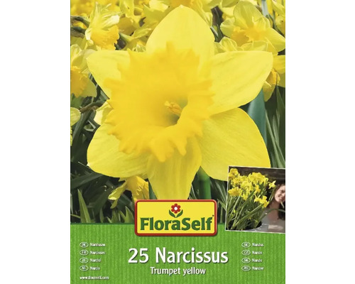 FLORASELF Bloembollen Narcis Narcissus 15 Stuks