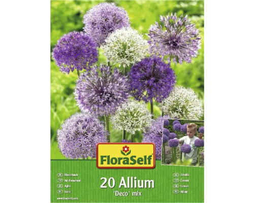 FLORASELF Bloembollen Sierui Allium 5 Stuks