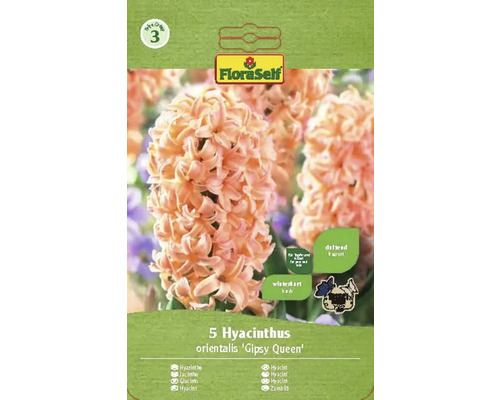 FLORASELF Bloembollen Hyacint Hyacinthus 5 Stuks