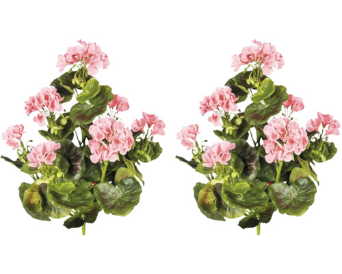 Twee geraniumstruiken met bladeren