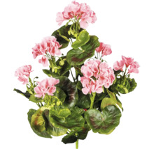 Geranium bloei met groene bladeren
