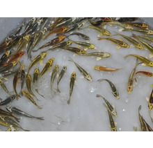 Meerdere koi karpers in het water