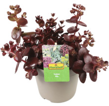 FLORASELF Vetkruid Sedum Sun Sparkler Mix potmaat 6 liter H 5 cm
