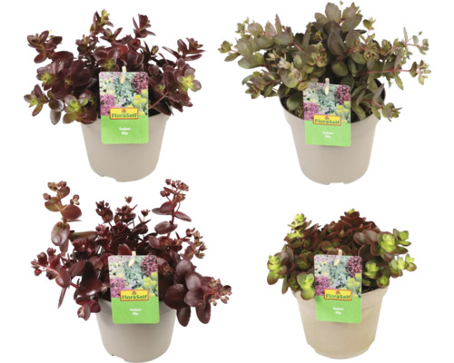 Verschillende vetkruiden in potten