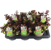 FLORASELF Vetkruid Sedum Sun Sparkler Mix potmaat 6 liter H 5 cm