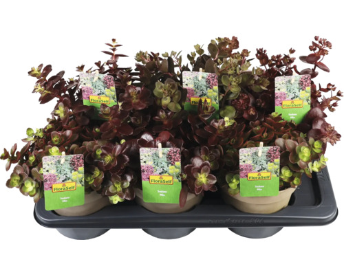 Zwartbladige sedum in pot, aangeboden door FloraSelf