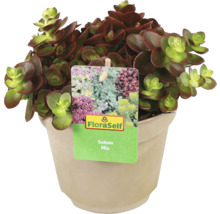 FLORASELF Vetkruid Sedum Sun Sparkler Mix potmaat 6 liter H 5 cm