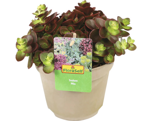 Sedum Mix plant in pot met FloraSelf etiket