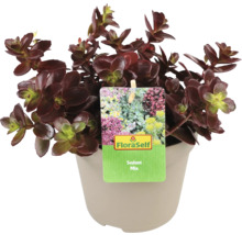 FLORASELF Vetkruid Sedum Sun Sparkler Mix potmaat 6 liter H 5 cm