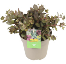 FLORASELF Vetkruid Sedum Sun Sparkler Mix potmaat 6 liter H 5 cm