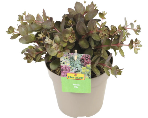 Sedum mix in pot