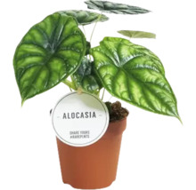 Alocasia kamerplant in pot met plantenlabel
