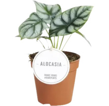 Alocasia kamerplant in pot