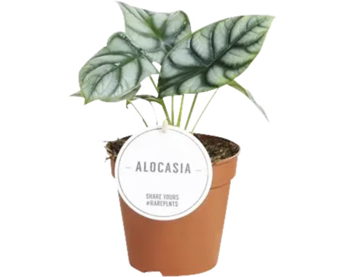 Alocasia kamerplant in pot