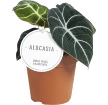 Alocasia plant in pot