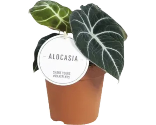 Alocasia plant in pot