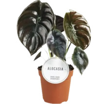 Alocasia kamerplant in pot