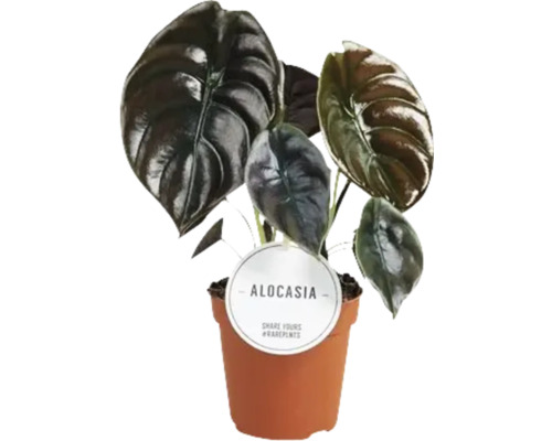 Alocasia kamerplant in pot