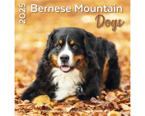 Muurkalender 2025 Berner Sennen honden 30x30 cm