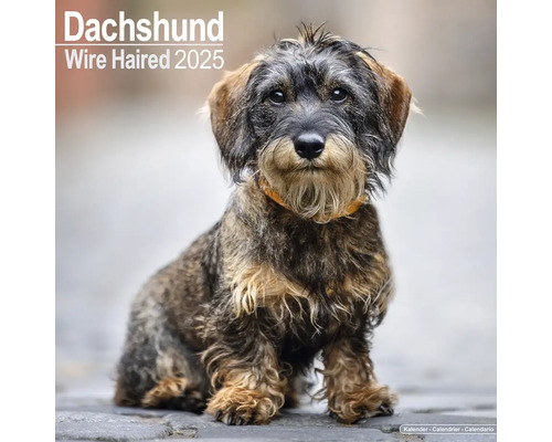 Muurkalender 2025 Dachshund 30x30 cm