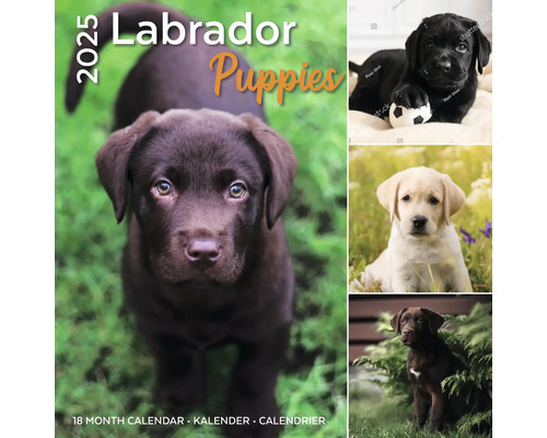 Muurkalender 2025 Labrador Puppies 30x30 cm kopen! | HORNBACH