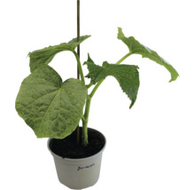 Komkommerplant in een pot met steunstok