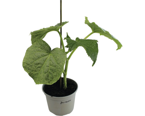 FLORASELF Komkommer Cucumis sativa 'Jurassic' H 5-10 cm Komkommerplant in een pot met steunstok
