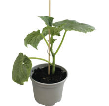Komkommerplant in pot met steunstok