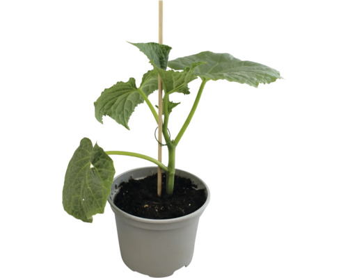 Komkommerplant in pot met steunstok