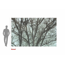 Komar fotobehang met boommotief, 250 bij 400 cm
