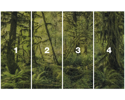 Vierdelige foto van een mosbegroeid bosperceel