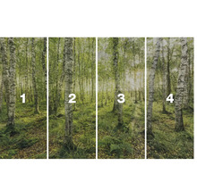 Vierdelig fotobehang met berkenbosmotief