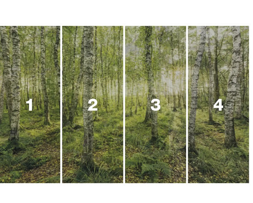 Vierdelig fotobehang met berkenbosmotief