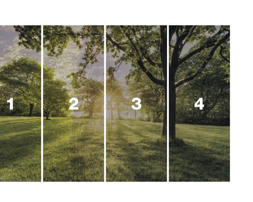 Vlies fotobehang met bosmotief