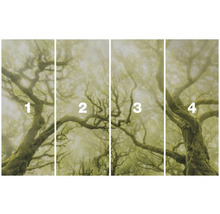 Vierdelig fotobehang met een bosmotief in de mist