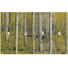 Fotobehang met berkenbosmotief in de herfst