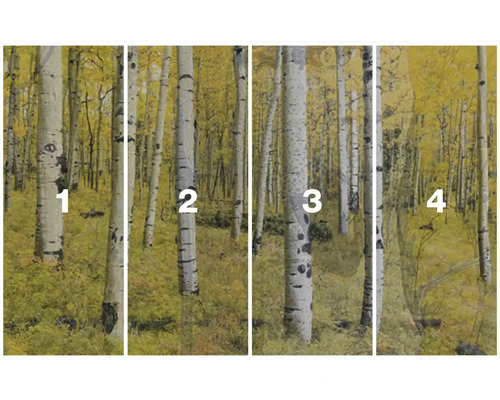 Fotobehang met berkenbosmotief in de herfst