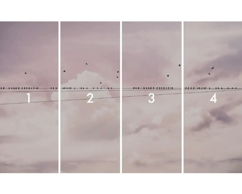 Illustratie met vier afbeeldingen met vogels op een elektriciteitsdraad voor een bewolkte lucht