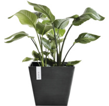Kamerplant met grote bladeren in een donkere vierkante Ecopots plantenpot.