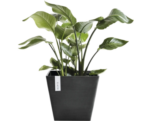 Kamerplant met grote bladeren in een donkere vierkante Ecopots plantenpot.
