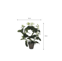 Madagascarjasmijn Stephanotis floribunda op boog in pot, breedte 40 centimeter, hoogte 50 centimeter.