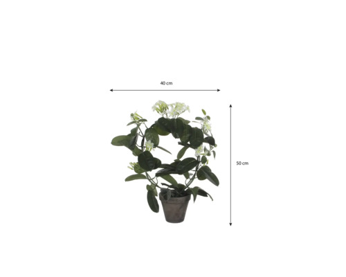 Madagascarjasmijn Stephanotis floribunda op boog in pot, breedte 40 centimeter, hoogte 50 centimeter.