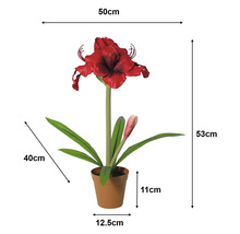 Kunstamaryllis in pot: hoogte 53 centimeter, breedte 50 centimeter, pot 11 bij 12,5 centimeter, bladeren 40 centimeter.