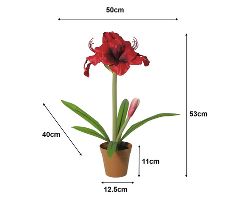 Kunstamaryllis in pot: hoogte 53 centimeter, breedte 50 centimeter, pot 11 bij 12,5 centimeter, bladeren 40 centimeter.