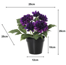 Kunstmatige dahlia in zwarte pot, paarse bloemen. Afmetingen: hoogte 26 centimeter, breedte 25 centimeter, diepte 25 centimeter.